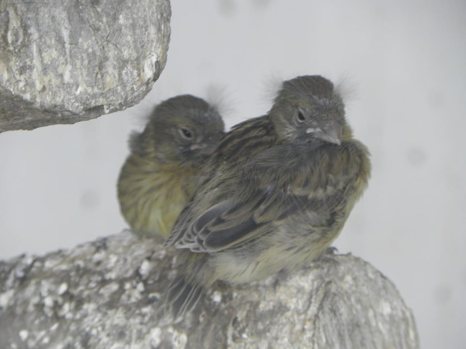 A domestic canary